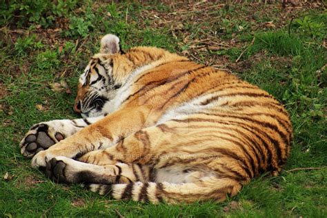 Sleepy Tiger By Katieelsie On Deviantart