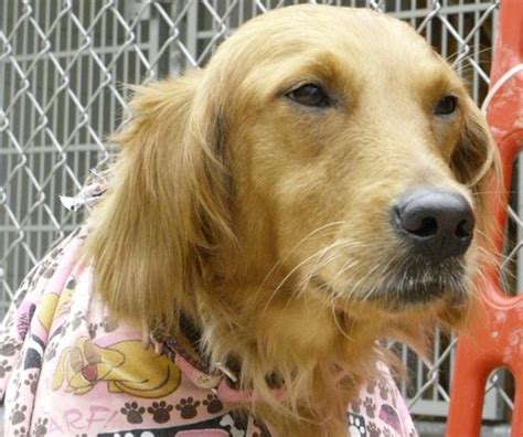 Below are our newest added golden retrievers available for adoption in delaware. 16-092 Pia #2 - Delaware Valley Golden Retriever Rescue | Golden retriever rescue, Dogs, Golden ...