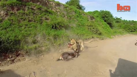 Leaping Lion Catches Antelope In Mid Air Attack Youtube