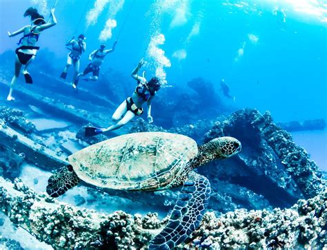 A Guide To Snorkeling With Sea Turtles In Maui TRILOGY CAPTAIN S LOG