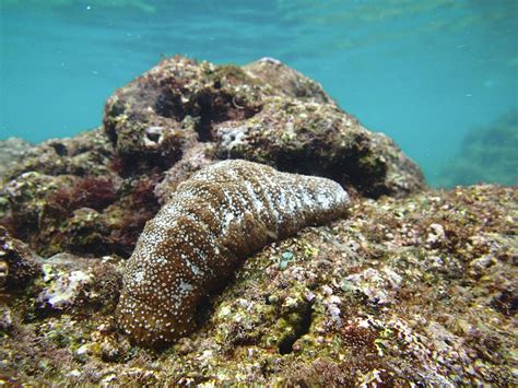 Tonga Struggles To Control Its Sea Cucumber Exports