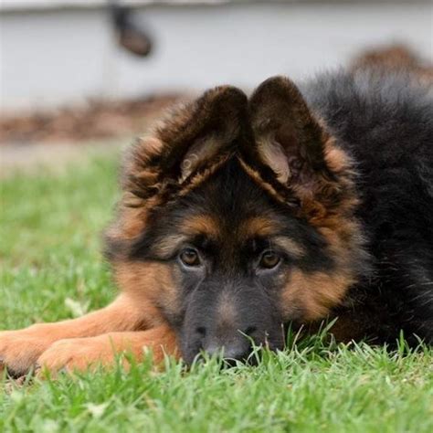 Im All Ears German Shepherd Breeder Puppies For Sale Haus Amberg