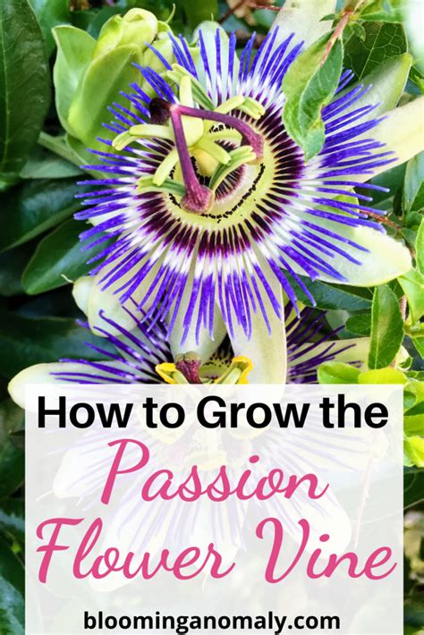 Passion Flower Vine Growing The Passiflora Plant Care Guide Artofit