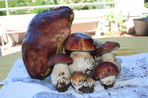 In Search Of The King Bolete Mushroom Business 2 Community