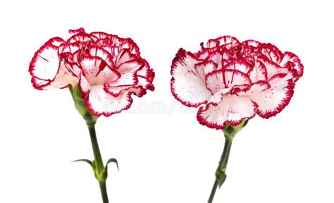 Pink Carnation Flower Stock Image Image Of Beauty Natural 66861923