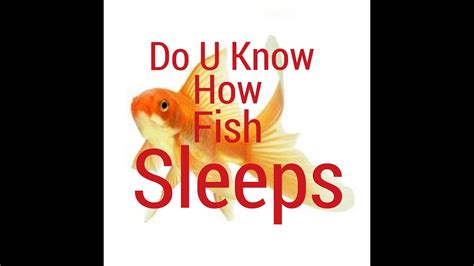 Can you drive a car with a slipping transmission? FISH SLEEPING | DO YOU KNOW IF GOLDFISH SLEEP - YouTube