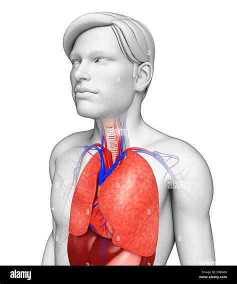 Illustration Of Male Lungs Anatomy Stock Photo Alamy