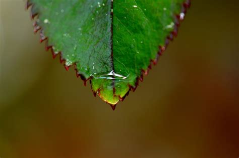 Free Picture Raindrop Nature Leaf Plant Ecology Daylight Detail