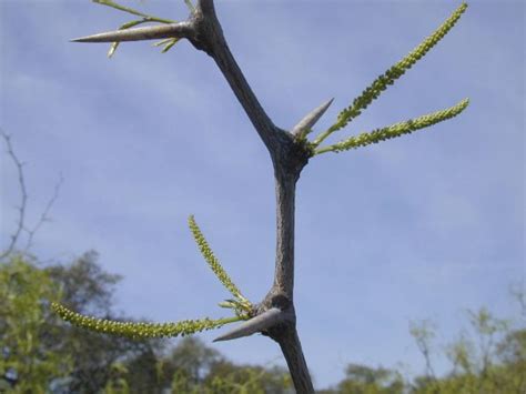 Native Mesquite Gets A Serious Look For Landscapes