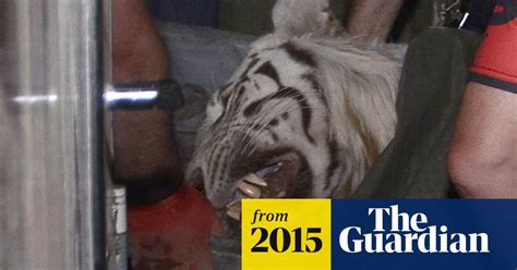 Georgia Police Shoot Tiger That Killed Man After Zoo Escape Georgia