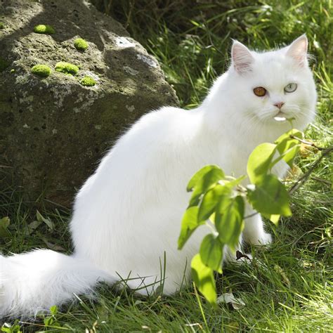 10 Most Beautiful Cat Breeds In The World