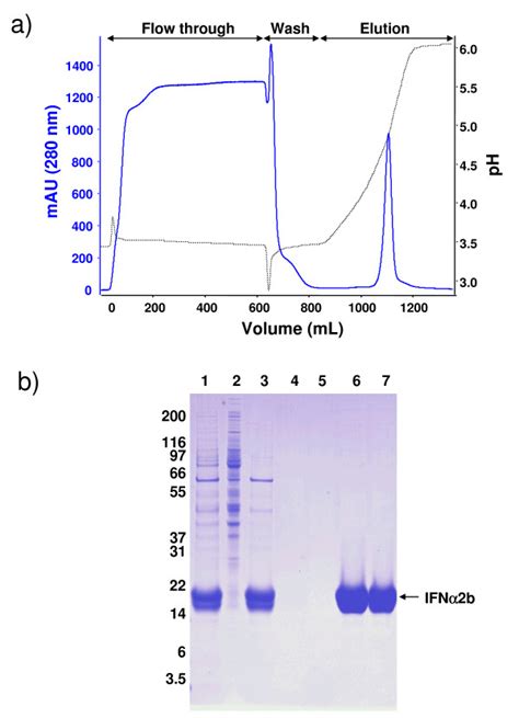 Purification of IFNα2b by cation exchange chromatography A A typical