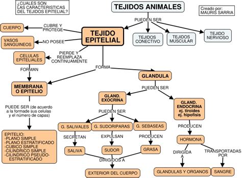 Tejido Epitelial Mapa Conceptual Gu A Paso A Paso