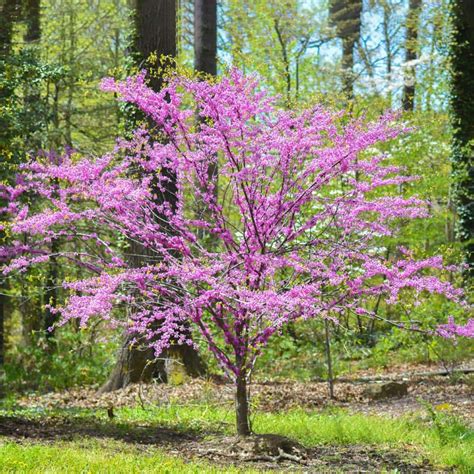 5 Gal Eastern Redbud Tree With Pink Blossoms Redbud05g The Home Depot