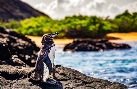 The Best Way To Visit The Galapagos Islands