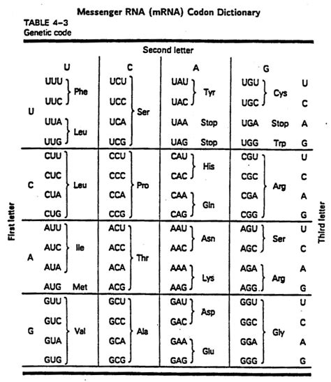 Codon Chart Biology Worksheet Amino Acids Biology My XXX Hot Girl