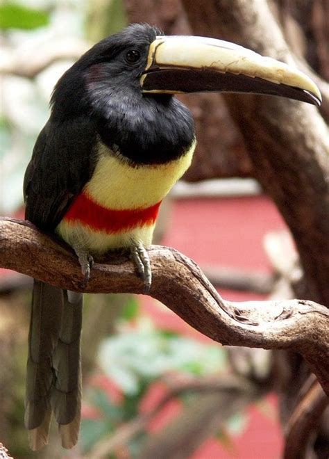 Fascinating Facts About Toucans With Stunning Pictures Pet Birds