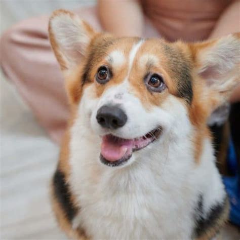 Corgi With Floppy Ears What You Need To Know
