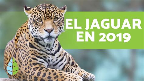 ¿el Jaguar Está En Peligro De ExtinciÓn Datos De 2019 Youtube