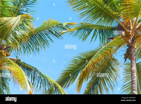 Tropical Background Photo With Palm Trees Under Blue Sky Dominican