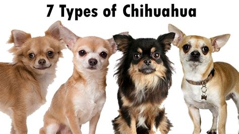 7 Types Of Chihuahua Youll Love Different Types Of Chihuahua Youtube