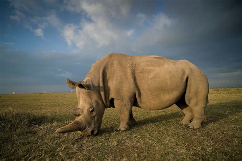 Scientists Extract Eggs From Northern White Rhino For First Ever Ivf Attempt