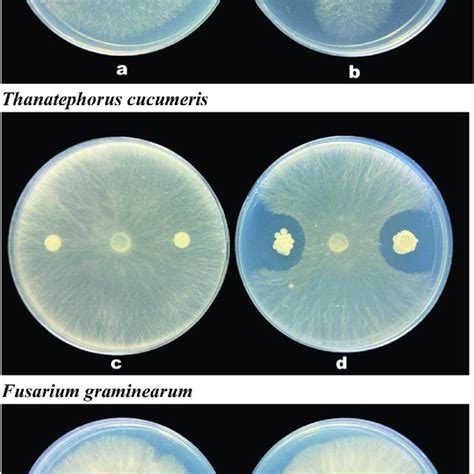 Antifungal Activity Of Bacillus Velezensis B 4 Against Fungus