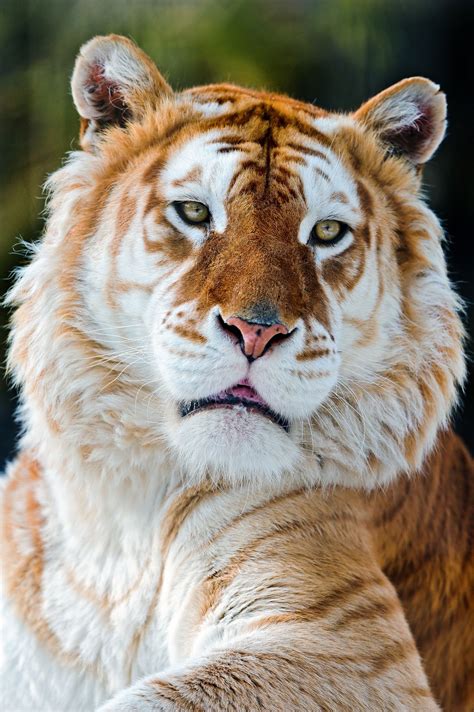 Melancholic Golden Tiger Animaux Sauvages Photo Animaux Animaux