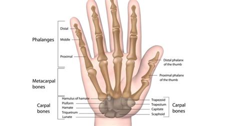 Broken Hand Metacarpal Fracture Symptoms Causes And Treatment