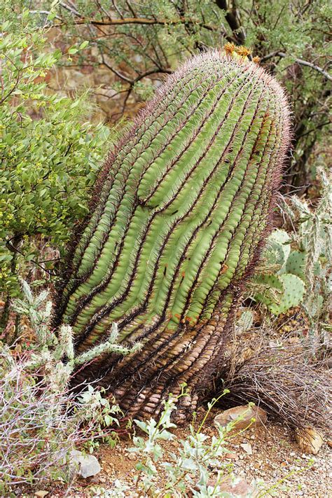 Cactus At Arizona Sonora Desert Museum Sonora Desert Arizona Usa