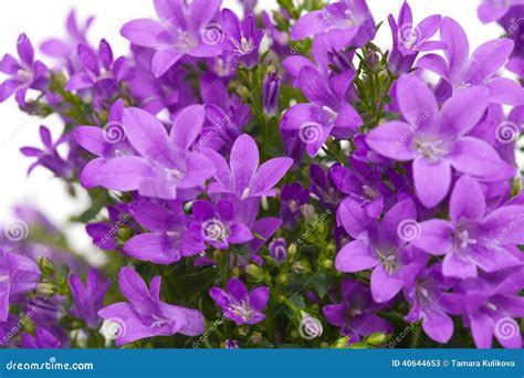 Flowering Wall Bellflower Stock Image Image Of Adria 40644653