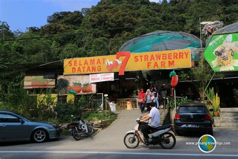 Cameron highlands is the center of strawberry production in malaysia. Raaju's Hill Strawberry Farm, Malaysia 2019