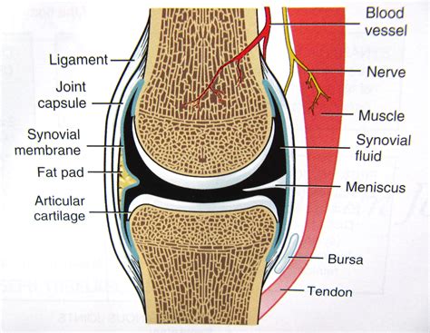 Synovial Membrane Synovium