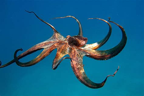 Squid Vs Octopus What Are The Differences