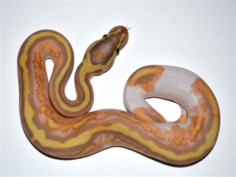Banana Enchi Piebald Yellow Belly Morph List World Of Ball Pythons
