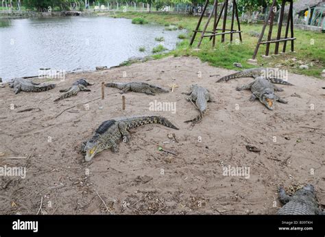 Alligators On Natural Habitat On Guama Lagoon Cuba Stock Photo Alamy