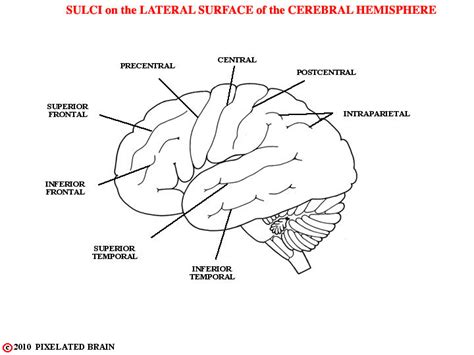 Sulci Of The Brain