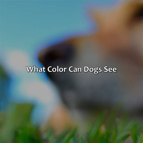 What Color Can Dogs See