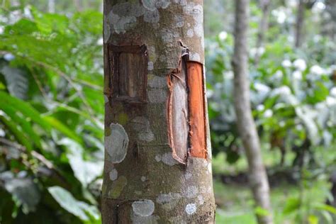 How To Grow Cinnamon Trees