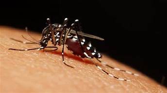 Result of dengue or ordinary viral contamination
