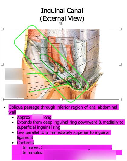 Inguinal Canal Internal View Diagram Quizlet My XXX Hot Girl