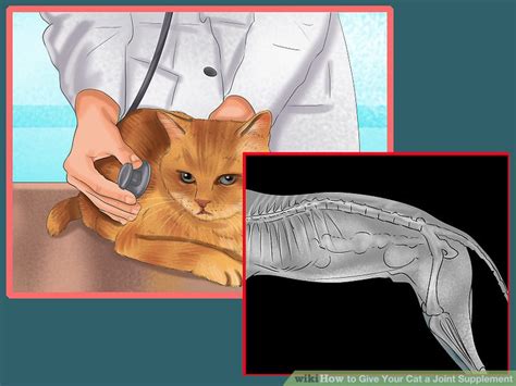 cat joint supplement give step
