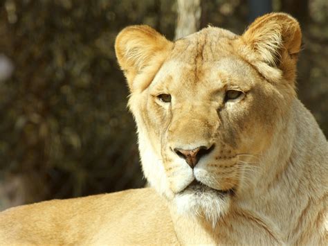 Lioness In The Sun Free Stock Photo Public Domain Pictures