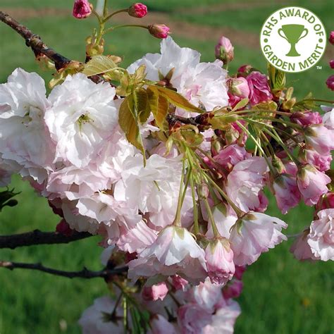 As a bush (rather than a tree), it is a. Prunus Shogetsu | Buy Japanese Cherry | Blushing Bride ...