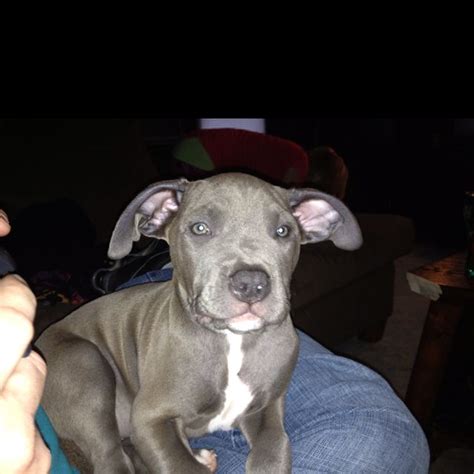 My Blue Pit Jazlyn Blue Pits Aminals Pit Bull Boxer New Baby