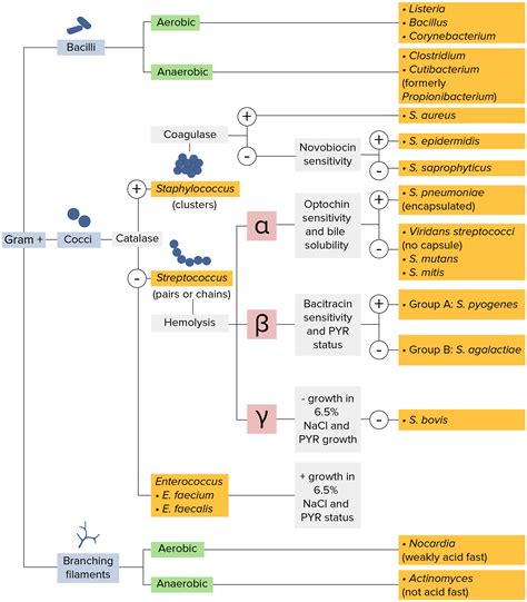 Gallery Of Bacteria Classification Flowchart Classification Of