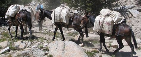 High Sierra Pack Trips Horseback Riding Mule Packing John Muir Trail