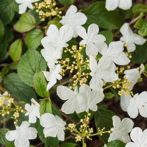 Spring Hill Nurseries Summer Snowflake Viburnum White Flowering Shrub