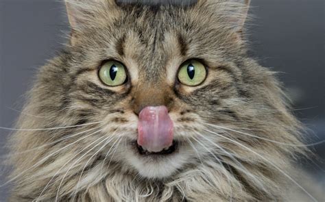 Mouth Ulcers In Cats Cat World