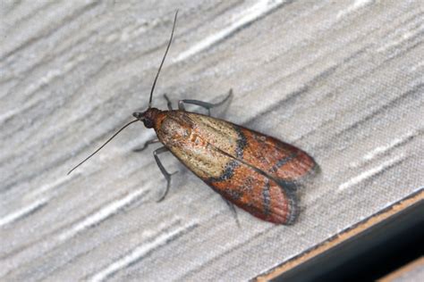 Pantry Damaging Pests Moths Drive Bye Pest Exterminators